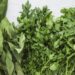 Nigeria Targets Net Exporter Status For Medicinal Plants, Others