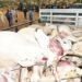 Alleged Cattle Poisoning: Plateau Govt Cautions Against Speculations