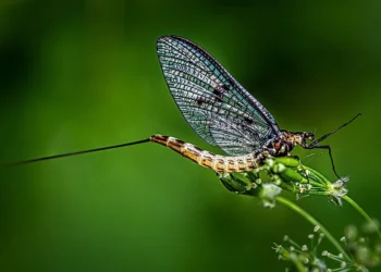 10 Animals That Only Live For Days