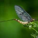 10 Animals That Only Live For Days