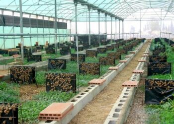 How To Launch A Profitable Snail Farming Venture