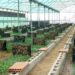 How To Launch A Profitable Snail Farming Venture 5 How To Launch A Profitable Snail Farming Venture