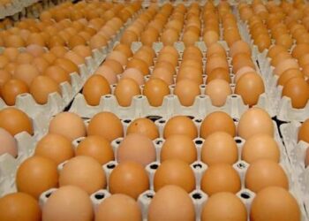 Poultry Farmers Decry Drop In Egg Purchase