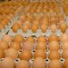 Poultry Farmers Decry Drop In Egg Purchase 5 Poultry Farmers Decry Drop In Egg Purchase