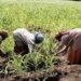 CSOs Urge Increased Funding For Kwara Women Farmers