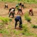 Kaduna Farm To Launch Largest Pivot Irrigation System