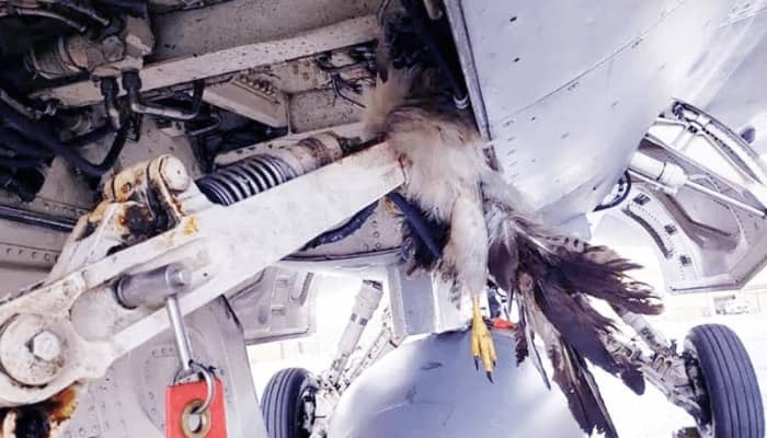 Lagos Airport Ranks Highest In Bird Strike Incidents – NCAA 1 Bird Strike