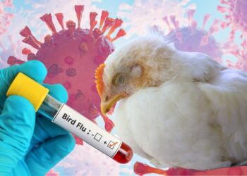 H5N1 Bird Flu Pandemic