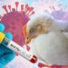 Virologists Warn Of H5N1 Bird Flu Pandemic 5 H5N1 Bird Flu Pandemic