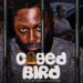 NGO To Premiere ‘Caged Bird’ Film On Nigeria’s Justice System 5 NGO To Premiere ‘Caged Bird’ Film On Nigeria’s Justice System