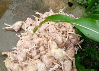 Poultry Farmer, Others Seek Help As Flood Ravages Akwa Ibom Community
