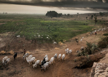 Tiv Monarchs Give Herders 10-day Quit Notice