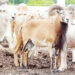 Making Money From Rams Sale Investment