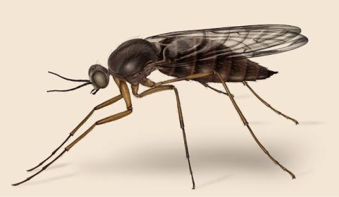 Seven Tips On Ways To Rid Your Home of Gnats 1 gnat