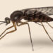 Seven Tips On Ways To Rid Your Home of Gnats