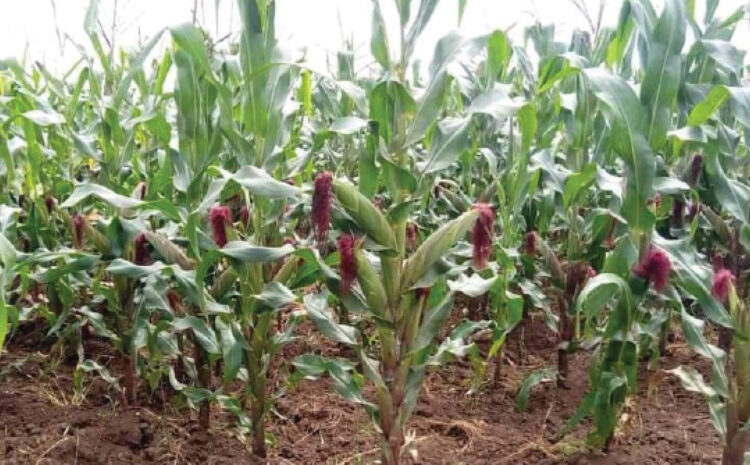 tela maize