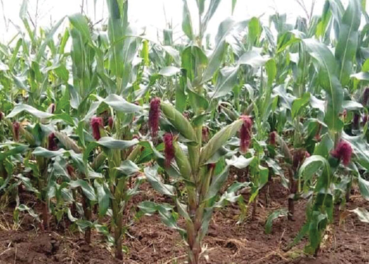 tela maize