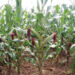 Falsehood Merchants Behind GMO Controversy – Experts · 5 tela maize