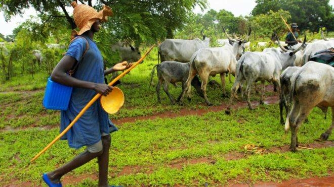 2018 7large Ghana establishes cattle ranches