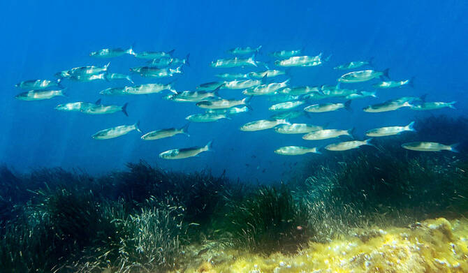 World Leaders Converge Over Urgent Action To Protect Marine Ecosystems 1 4609860 1692435048