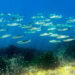 World Leaders Converge Over Urgent Action To Protect Marine Ecosystems 5 World Leaders Converge Over Urgent Action To Protect Marine Ecosystems