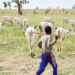 Not All Fulani Are Bandits—Group 4 Again, Suspected Herders Kill 48 Benue Farmers