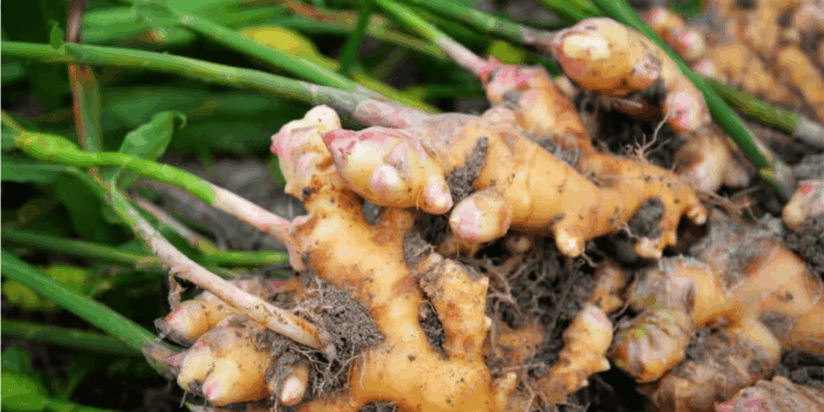 Ginger