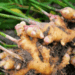 Seed Disease, Unchecked Export Cause Severe Ginger Shortage