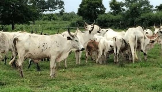 Open Grazing: 58 Cows Arrested, Herdsmen Prosecuted In Oyo 1 IMG 20250619 WA0005