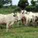 Open Grazing: 58 Cows Arrested, Herdsmen Prosecuted In Oyo 5 Open Grazing: 58 Cows Arrested, Herdsmen Prosecuted In Oyo