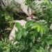 Thunderstorm Strikes 32 Cows Dead In Ogun