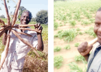 From Lecture Hall To Farmland: Prof Wagimi Grows, Sells Vegetables