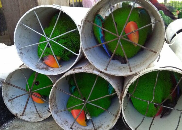 Group Commends Customs Over Interception Of 300 Smuggled Parrots