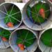 Group Commends Customs Over Interception Of 300 Smuggled Parrots