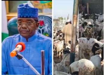 Eidal-Adha: Matawalle Donates 3,000 Rams To Zamfara People