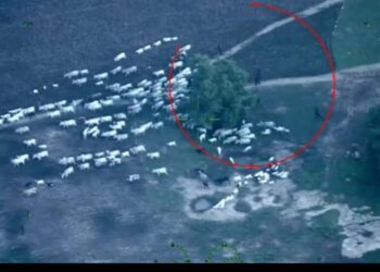 PICTORIAL: NAF Strikes Terrorists Behind Niger Attacks On Troops