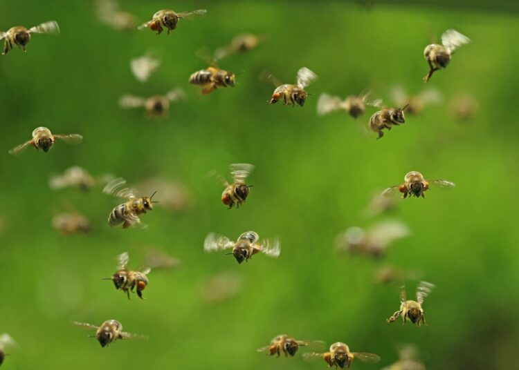 Panic As Bees Attack Worshippers At Central Mosque In Edo