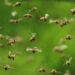 Panic As Bees Attack Worshippers At Central Mosque In Edo