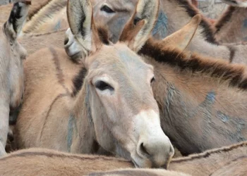 UK Charity: 6m Donkeys Killed Annually For Chinese Medicine