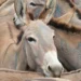 UK Charity: 6m Donkeys Killed Annually For Chinese Medicine
