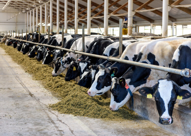 Milking cows eating forage and hay in modern farm cowshed on dairy farm.
