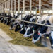 34,000 Livestock Farmers Empowered Through Ondo, World Bank Partnership