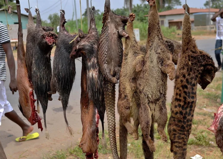 Group Urges Action Against Sale, Consumption Of Bush Meat 1 4527