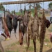 Group Urges Action Against Sale, Consumption Of Bush Meat