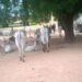 Police Arrest 5 Suspected Cattle Rustlers, Armed Robbers In Yobe