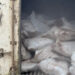 Customs Seizes 10,603 Donkey Genitals, Intensifies Crackdown On Wildlife Trafficking