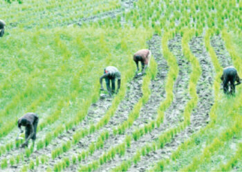 Plateau Farmers Lament Insufficient Rainfalls