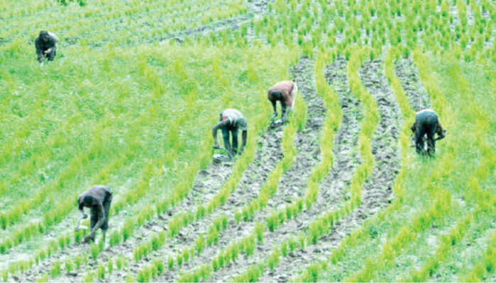 Plateau Farmers Lament Insufficient Rainfalls 1 Food scarcity looms as bandits sack farmers in 60 villages 699x400 1