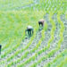 Plateau Farmers Lament Insufficient Rainfalls 4 Plateau Farmers Lament Insufficient Rainfalls