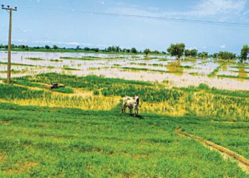 Flood Washes Away Rice Farms In Kebbi